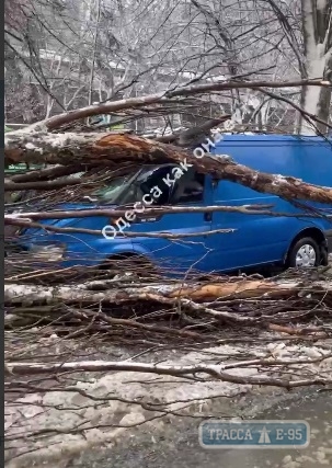 Огромное дерево рухнуло на автомобиль в Одессе