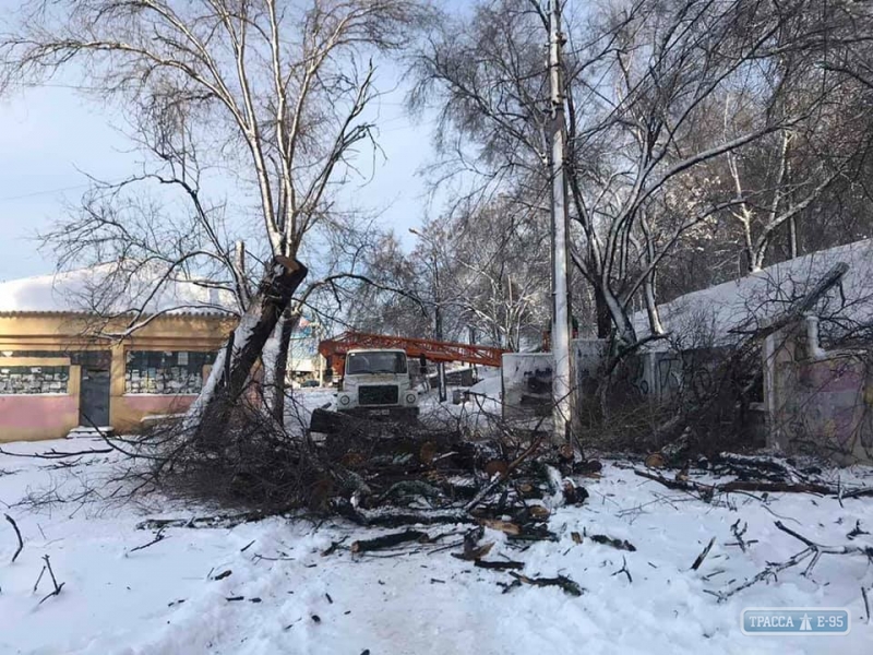 Коммунальщики намерены до конца недели убрать поваленные деревья в Одессе