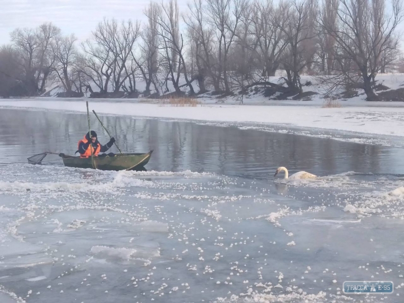 Одесские спасатели освободили лебедя из ледяного плена