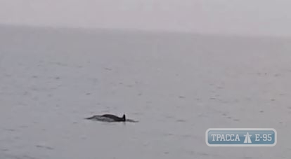 Дельфины приплыли к одесскому берегу. Видео
