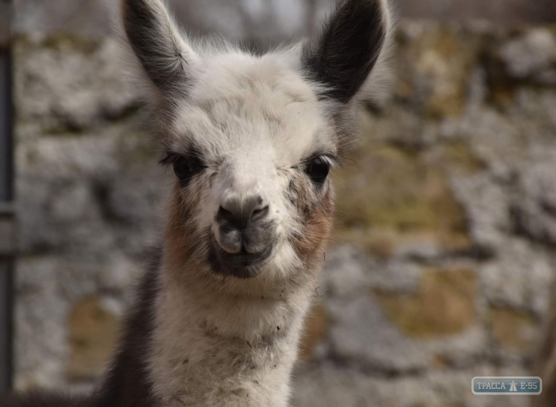 Детеныш ламы неожиданно родился в Одесском зоопарке в присутствии посетителей. Видео 