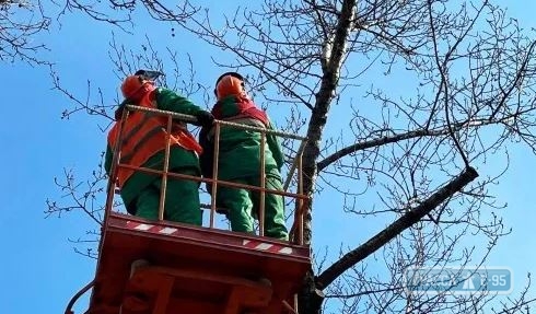 Обрезка деревьев ограничит движение в центре Одессы 