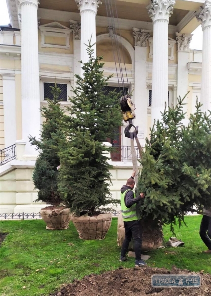 Пятиметровые голубые ели украсили Думскую площадь в Одессе