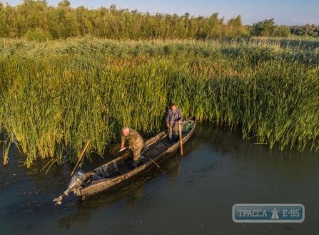 Вылов сельди запрещен в Днестровских водоемах Одесской области