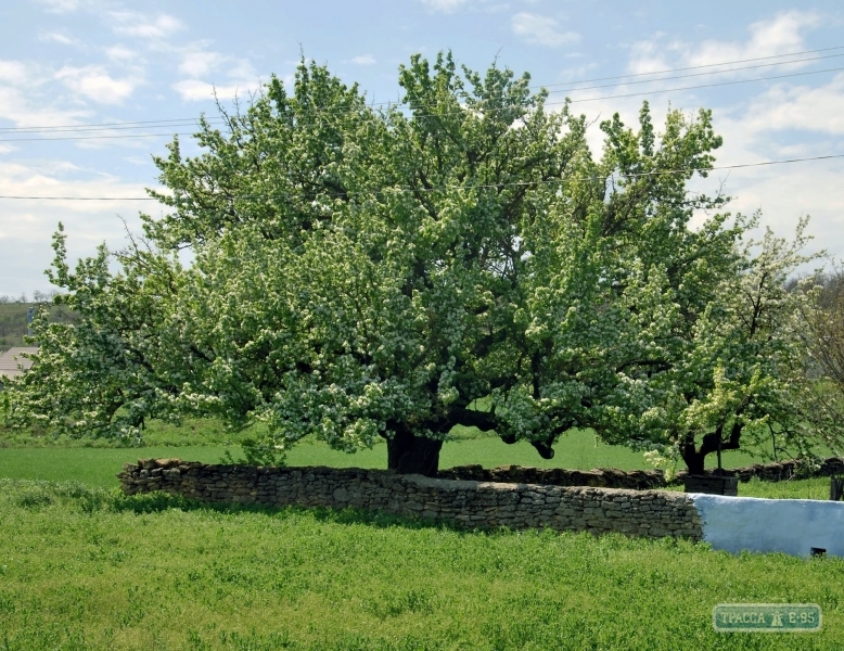 Старейшая груша Украины зацвела в Одесской области (фото)
