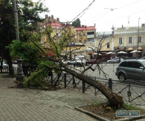 Горзелентрест обнаружил в Одессе сотни аварийных деревьев