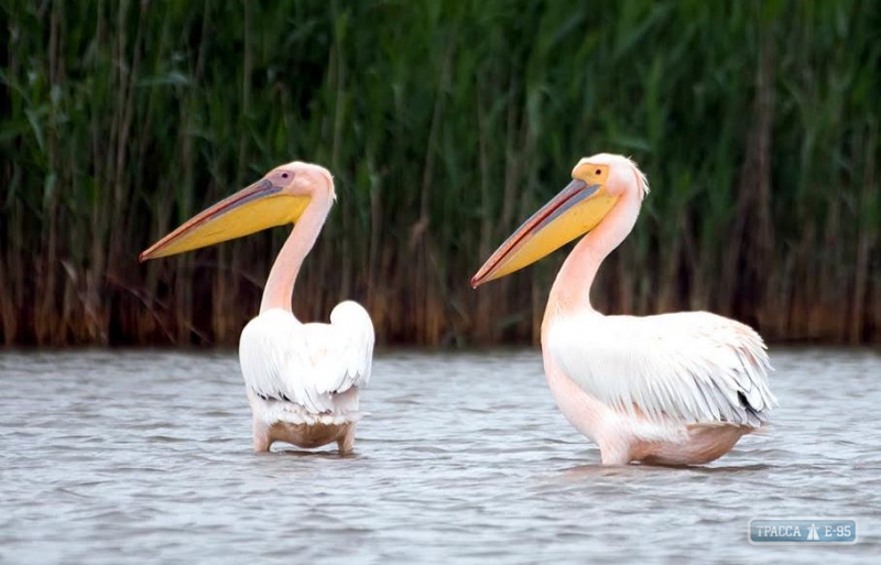 Орнитологи пересчитали пеликанов в Одесской области в дельте Дуная 