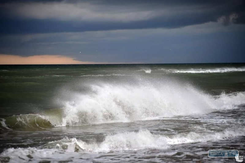 Море в Одессе «зацвело» токсичными бактериями