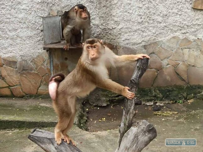Одесский зоопарк пополнился новым видом обезьян