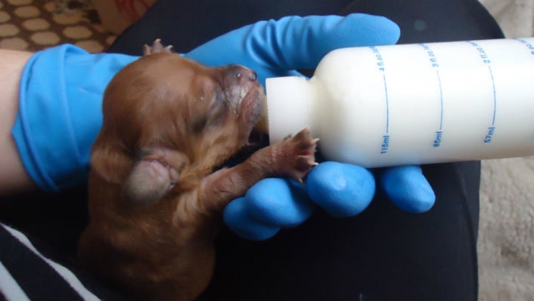 Неизвестные выбросили новорожденных щенков в мусорный контейнер 