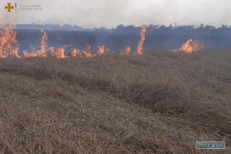 Удар молнии уничтожил 7 Га пшеницы в Одесской области