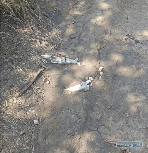 Ливни размыли дорогу в Одесской области – под ней оказались человеческие останки