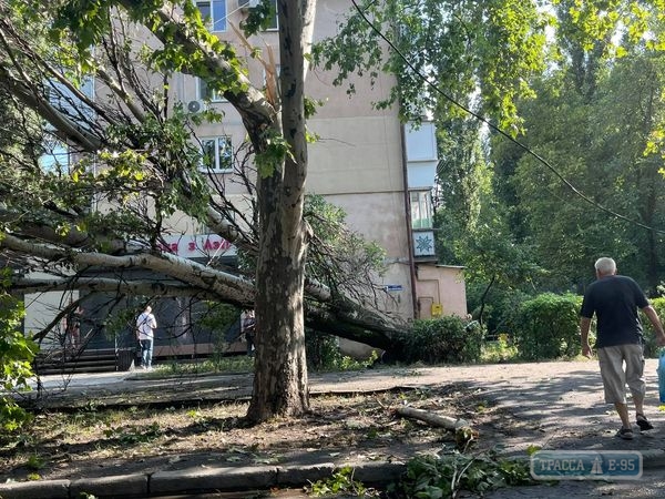 Более 60 деревьев упали ночью в Одессе
