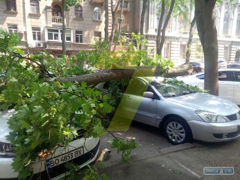 Огромная ветка раздавила два автомобиля в центре Одессы (фото)