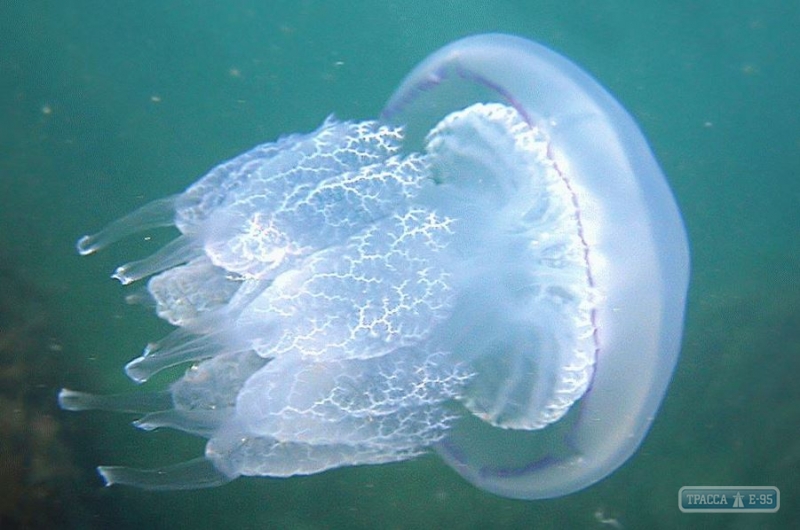 Медики предупредили об опасности купания на морских пляжах с медузами