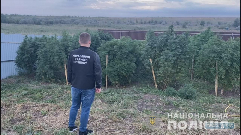 Правоохранители нашли две плантации конопли с оборотом свыше 3,5 млн грн под Одессой