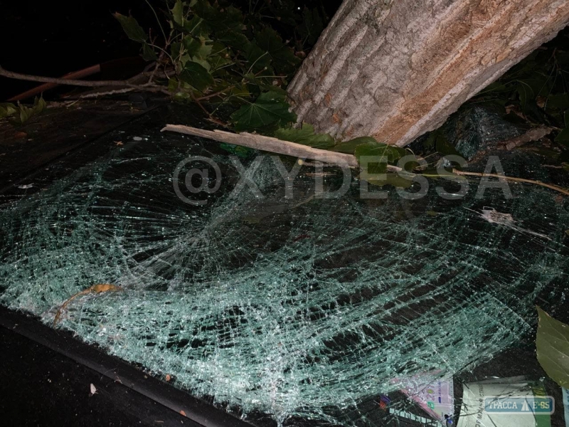 Дерево рухнуло на 7 припаркованных автомобилей в Одессе (фото)