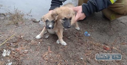 Спасатели выручали щенков в Одесской области