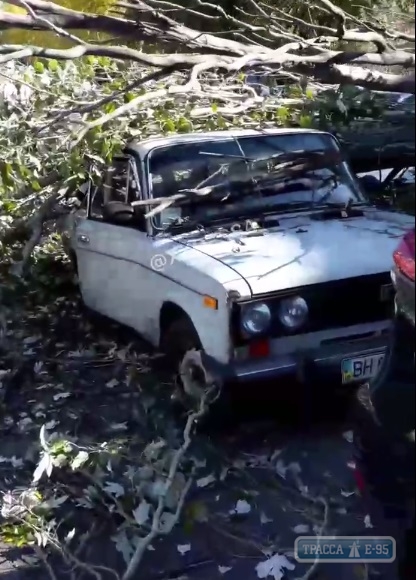 Сильный ветер повалил деревья в Одессе, есть пострадавшие
