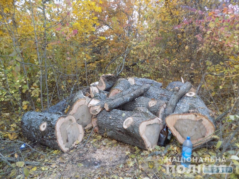 Черные лесорубы уничтожают деревья на севере Одесской области. Видео