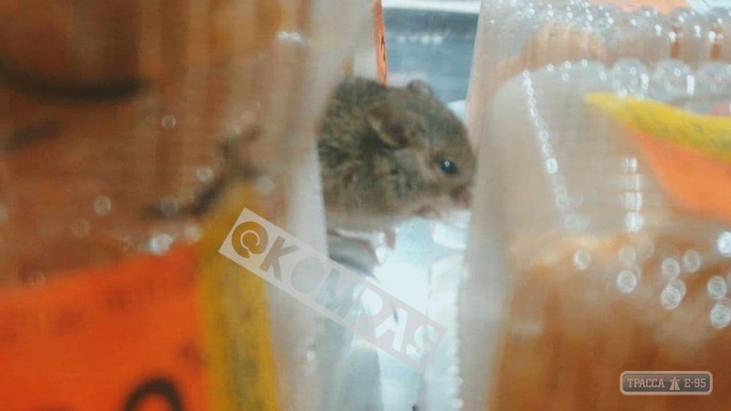 Мышь кушала на прилавке с выпечкой в одесском супермаркете. Фото 