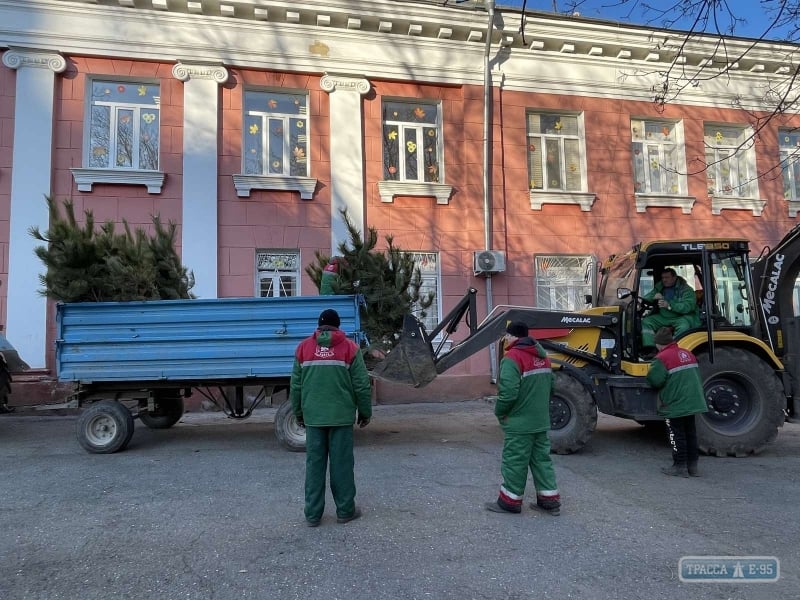 Акция стартовала в Одессе по высадке сосен возле школ и детсадов 