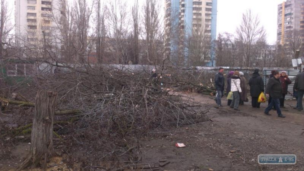 Одесская мэрия обещает наказать организаторов вырубки 200 деревьев на поселке Котовского