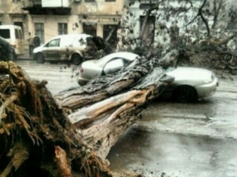 Одессит, машину которого раздавило дерево, до сих пор не получил компенсацию