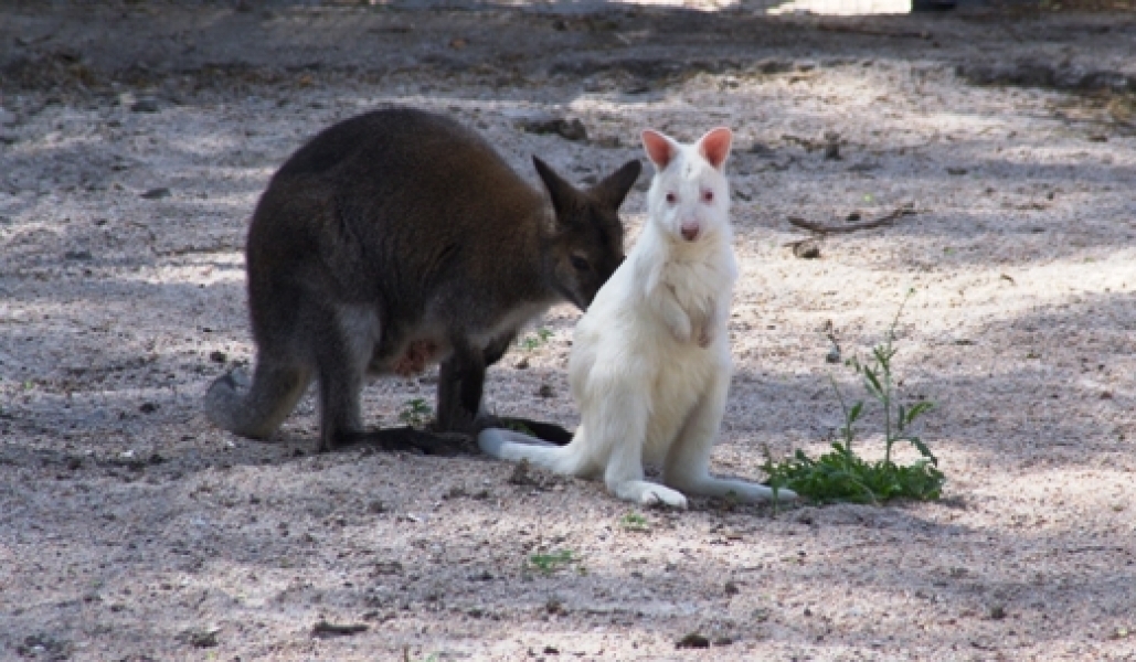 Посетители Одесского зоопарка могут увидеть уникальную самку кенгуру белого цвета (фото)