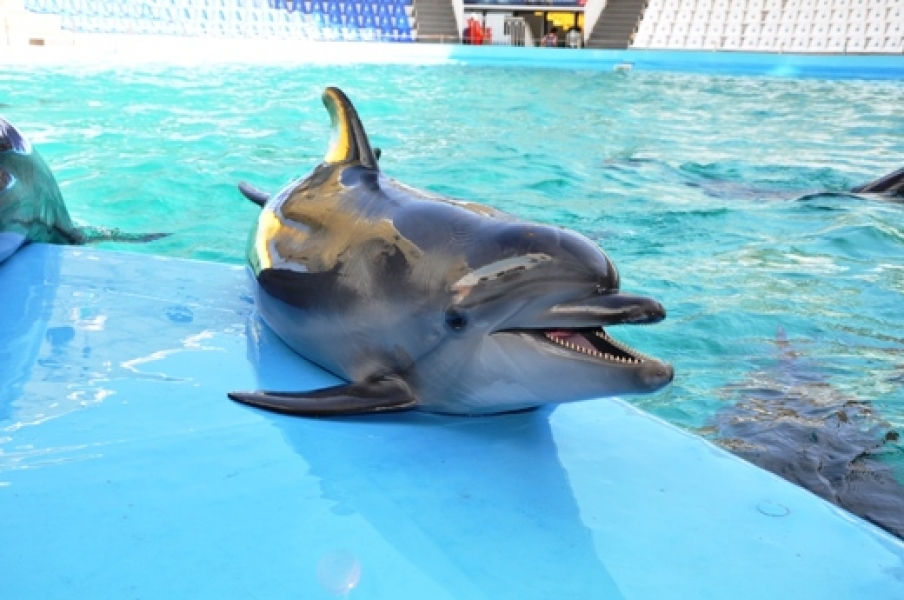 Одесский дельфиненок Томи празднует свой первый день рождения (фото)