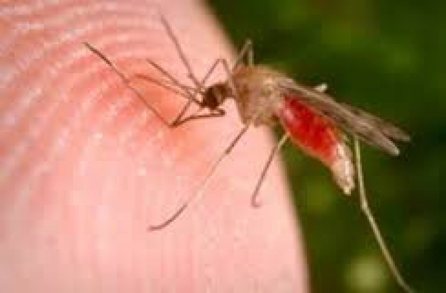 Двое одесситов умерли от малярии