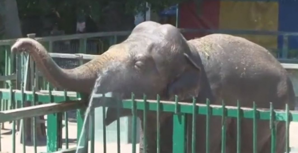 Одесский зоопарк устроил показательное купание слонихи (видео)