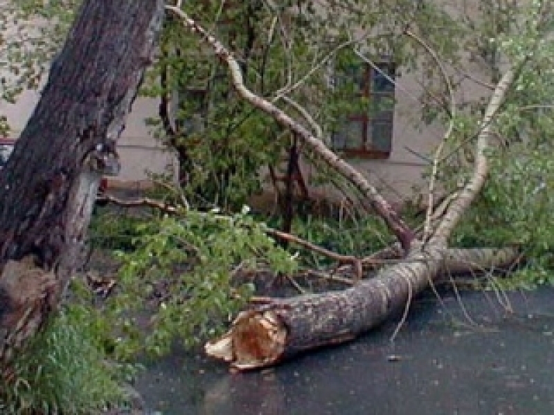 Дерево в центре Одессы рухнуло на молодую маму с коляской 