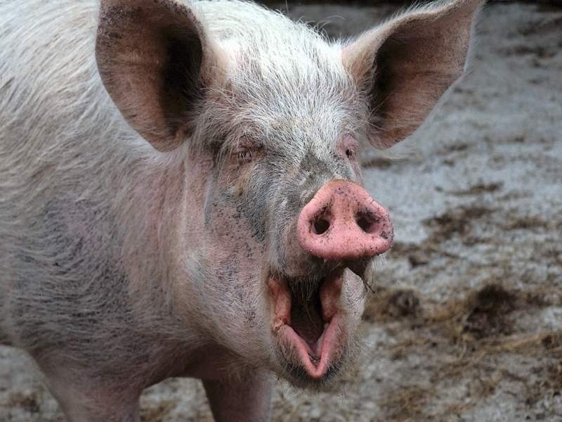 Жительница Березовки Одесской области скончалась после укуса свиньи