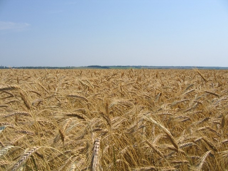 Аграрии Ананьевского района Одесщины собрали почти 48 тыс. тонн зерновых