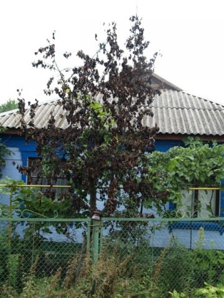 В Любашевке Одесской области массово гибнут грушевые деревья (фото)