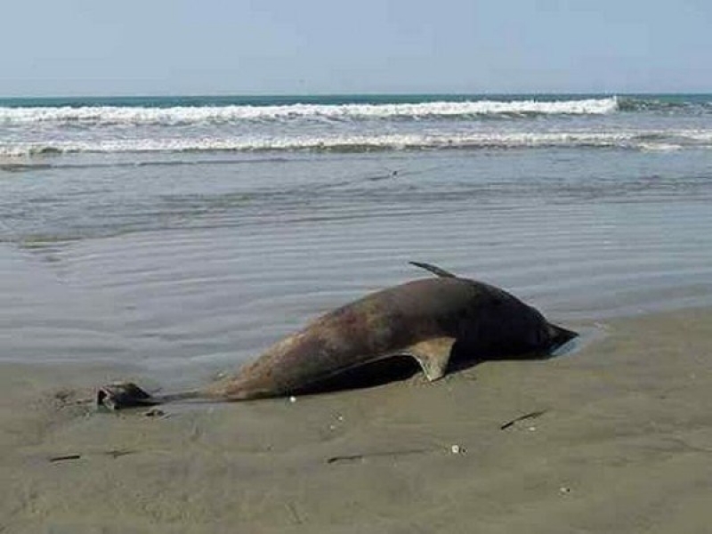 Мертвый дельфин четыре дня лежит на пляже под Одессой (фото)