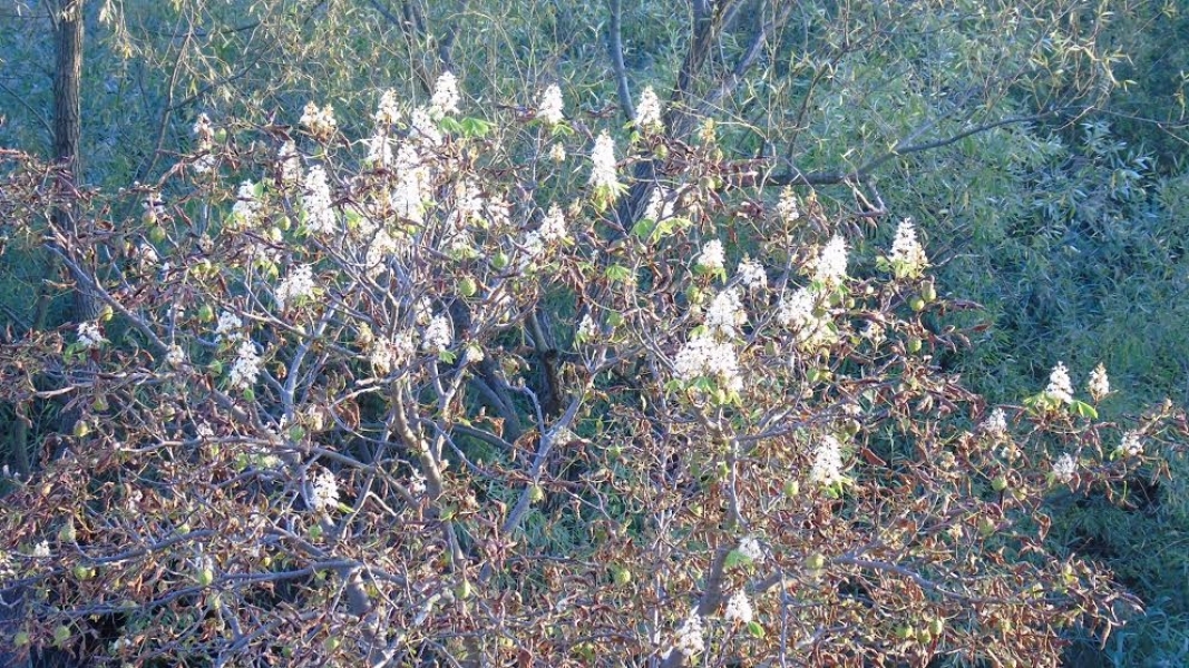 На севере Одесской области цветут каштаны (фото)