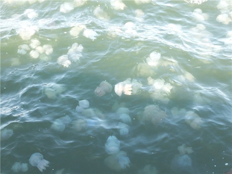 Море возле Одессы заполонили медузы (фото)
