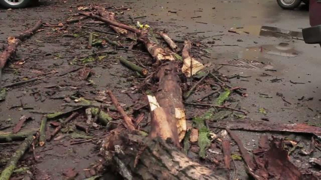 Упавшее дерево перегородило дорогу на Таирова в Одессе