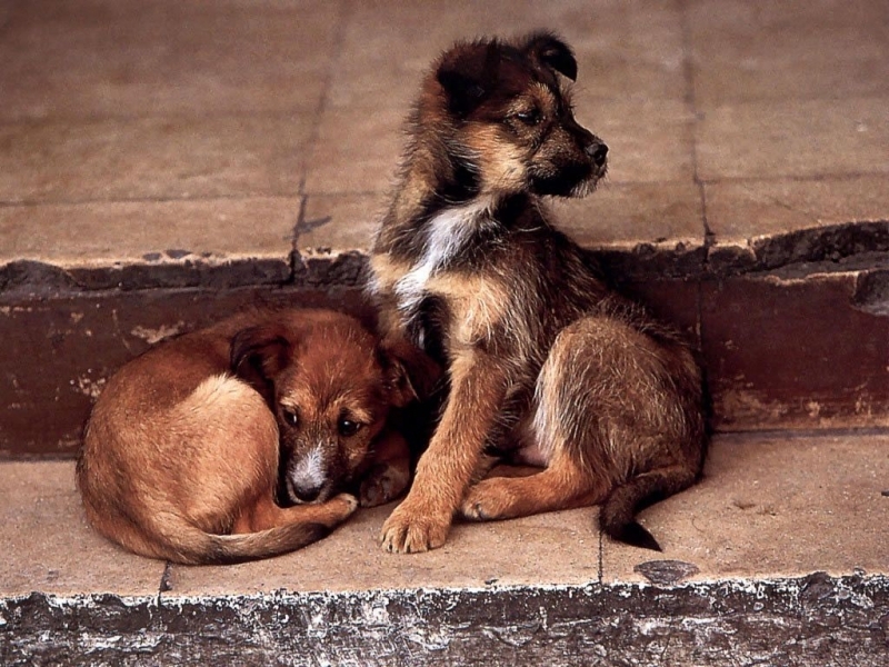 Одесский зоопарк приглашает на День бездомной собаки