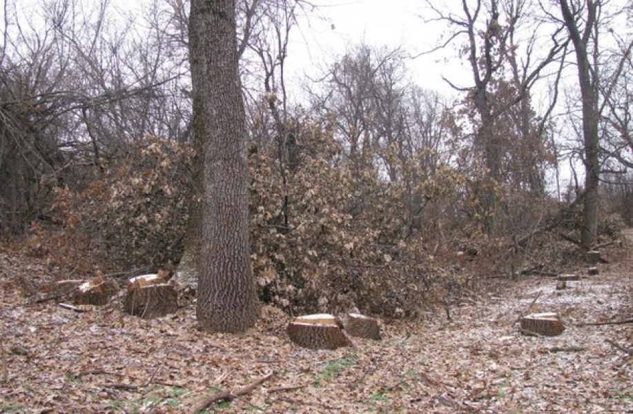 Браконьеры вырубают леса в Ананьевском районе