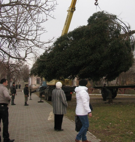 Власти Ананьева устанавливают главную городскую елку, 80 лет росшую на огороде