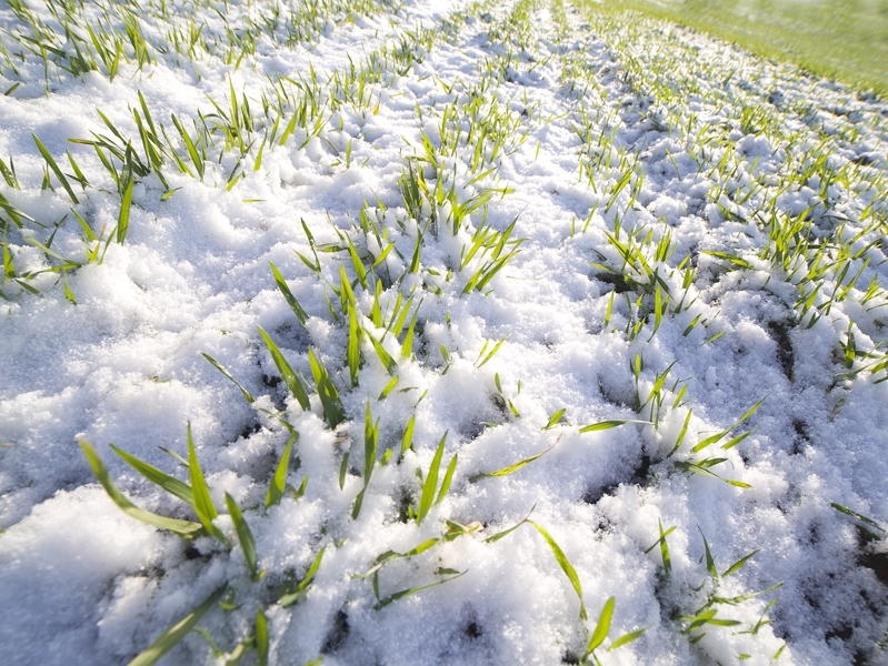Аграрии прогнозируют плохой урожай в 2015 году из-за погоды