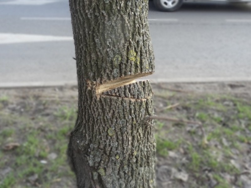 Трое мужчин незаконно спиливали деревья в районе Аркадии в Одессе