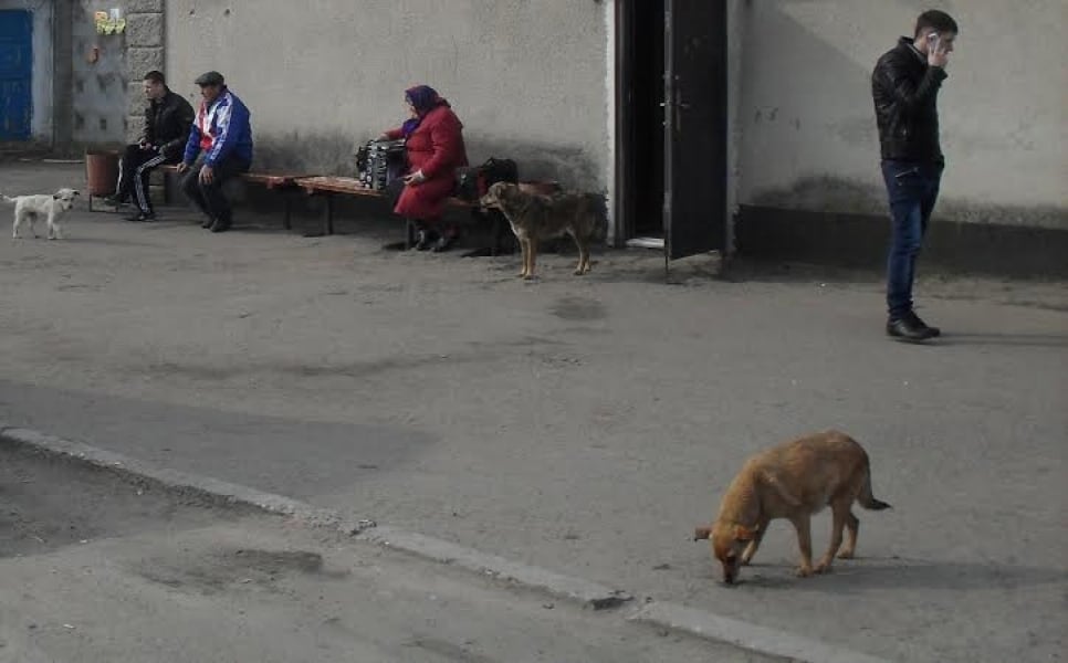 Райцентр на севере Одесской области заполонили агрессивные бродячие собаки