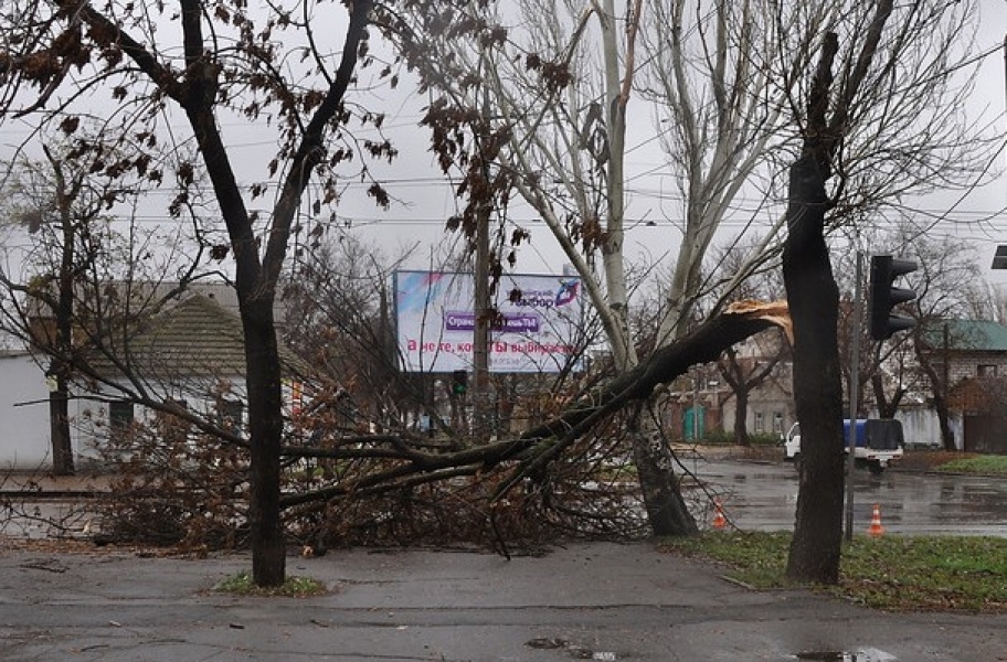 Сильный ветер повалил в Одессе 13 деревьев
