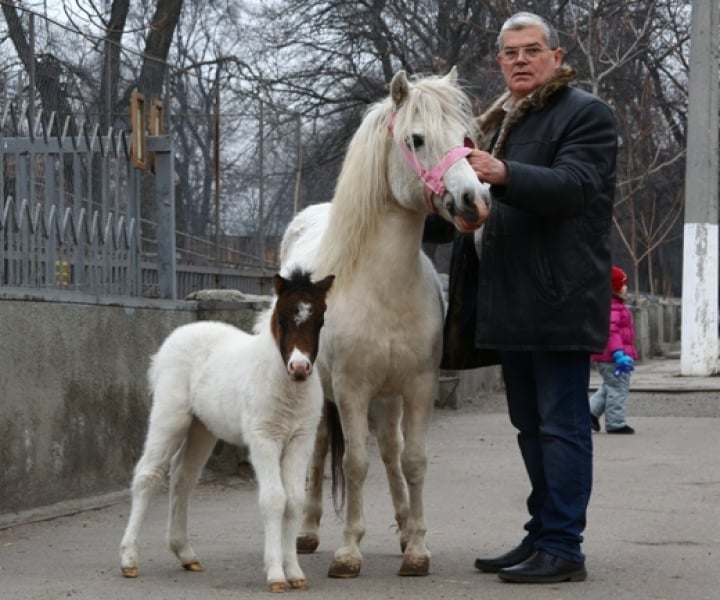 Белая лошадь родила жеребенка в Одесском зоопарке (фото)