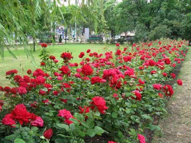 Коммунальщики высадят 10 тысяч роз в центре Одессы