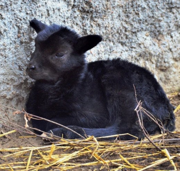 Детеныш муфлона родился в Одесском зоопарке (фото)